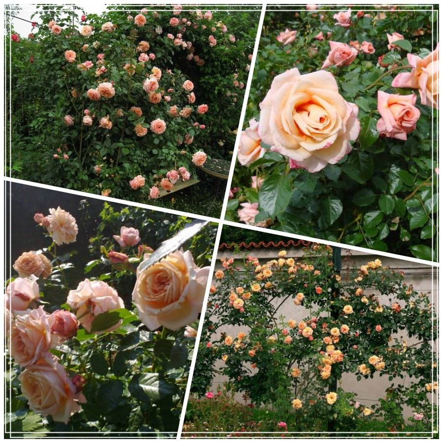 Barock róża pnąca